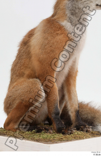 Fox  2 whole body 0003.jpg